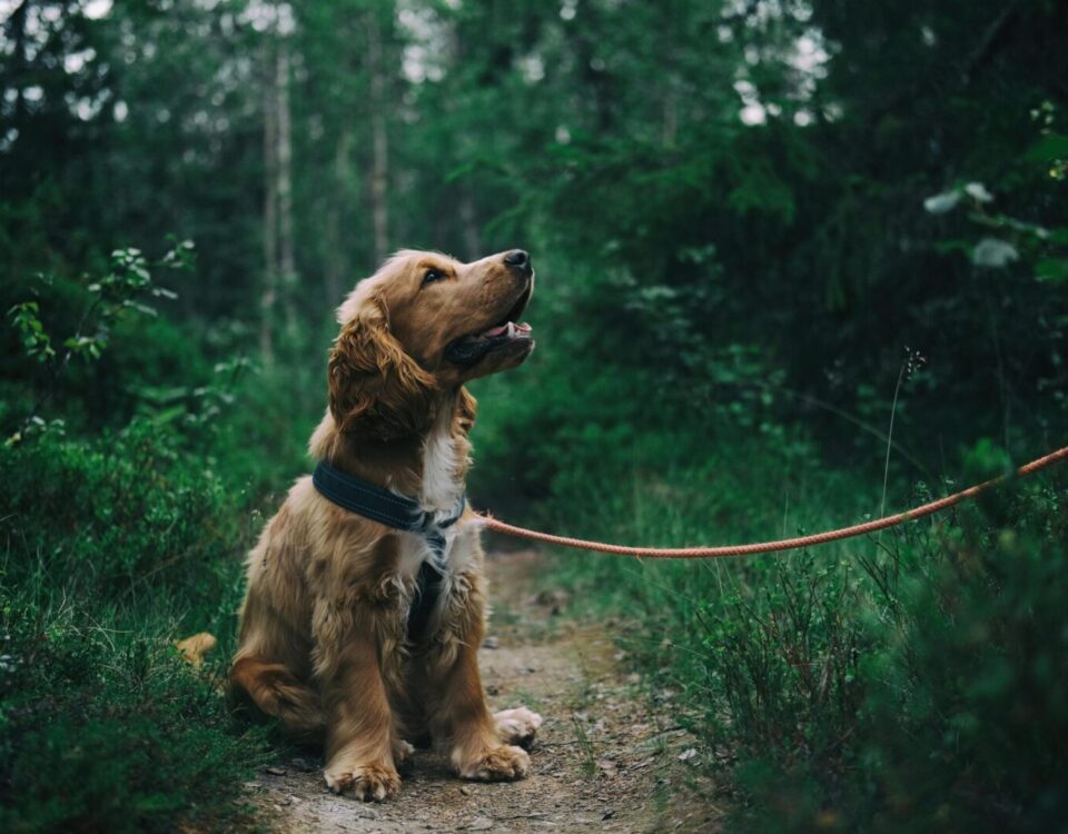 Adorable cocker spaniel puppy enjoying a walk in a lush Swedish forest.