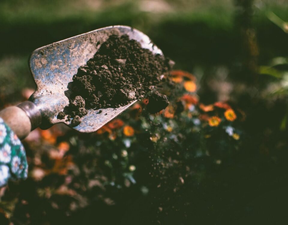 Close-up of a gardening shovel with soil, surrounded by vibrant blooms in an outdoor garden setting.