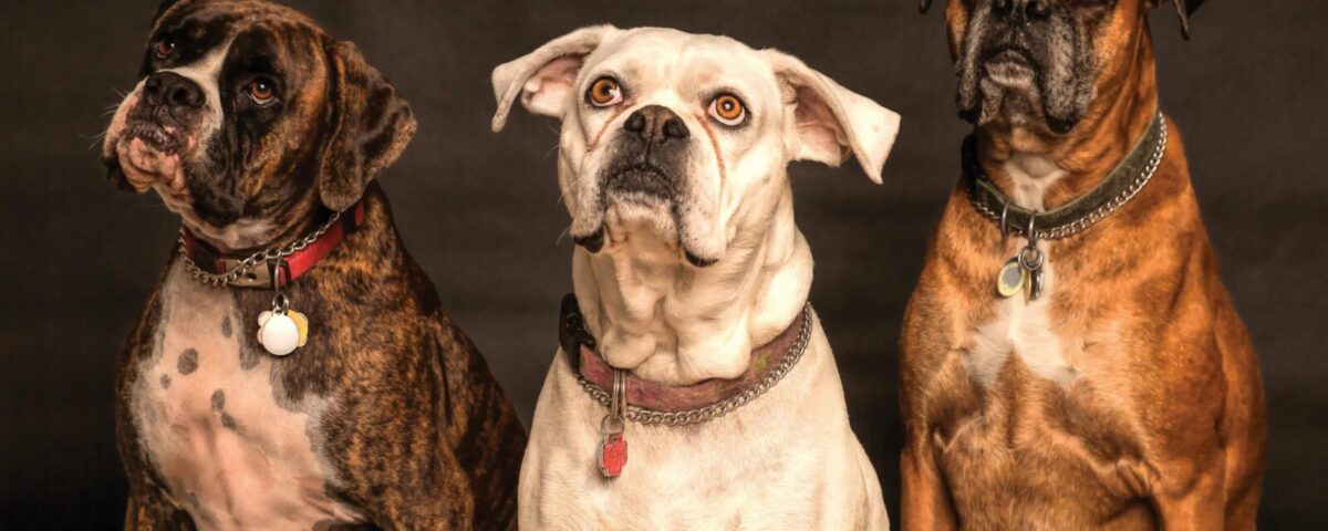 Three Boxer dogs posing in a studio setting, showcasing elegance and charm.