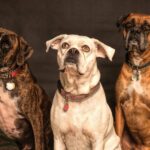 Three Boxer dogs posing in a studio setting, showcasing elegance and charm.