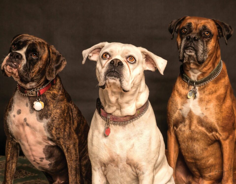 Three Boxer dogs posing in a studio setting, showcasing elegance and charm.