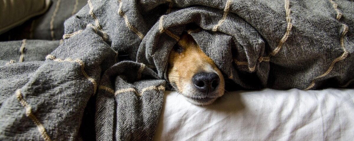 dogs, animals, dog, pet, nature, animal, pets, mammals