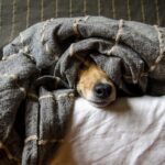 dogs, animals, dog, pet, nature, animal, pets, mammals