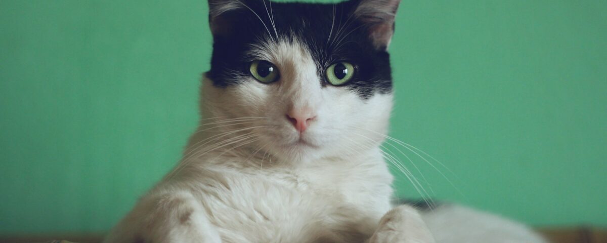 black and white cat lying on brown bamboo chair inside room