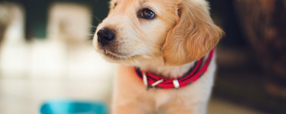selective focus photography of short-coated brown puppy facing right side
